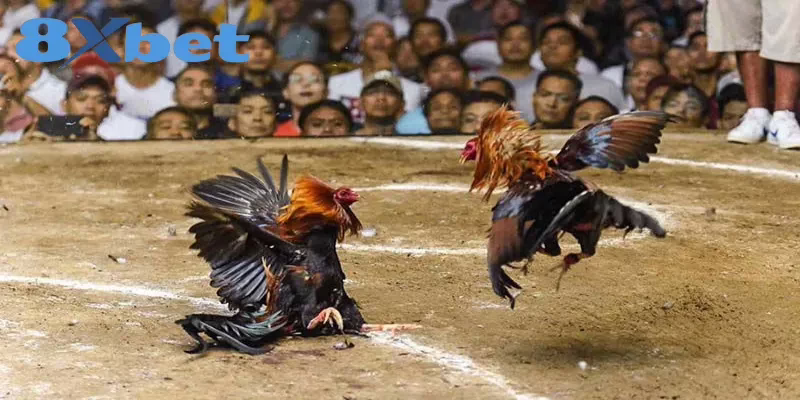 Yếu tố cần chú ý khi thực hiện soi kèo đá gà trực tiếp